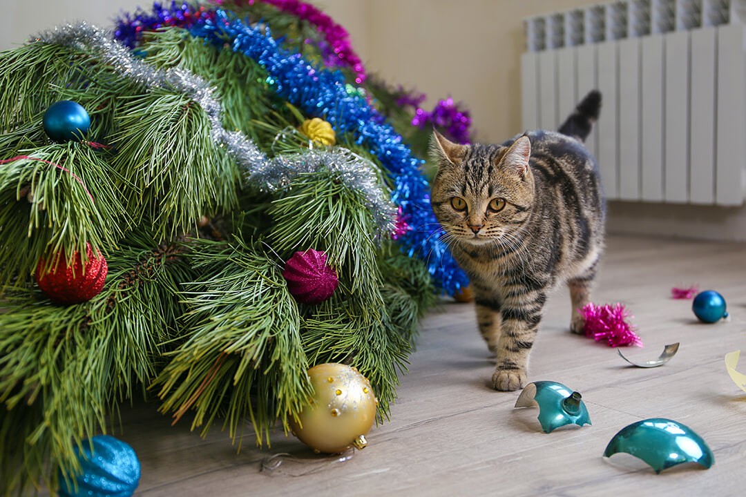 cat walking by Christmas tree that has fallen over, broken ornaments on the floor 